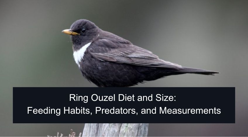 Ring Ouzel Diet and Size: Feeding Habits, Predators, and Measurements